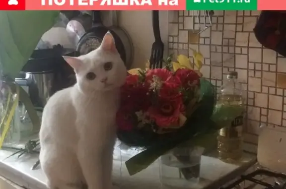 Потерянные животные Москва, фото: Пропала кошка Барсик, Москва, ул. Анатолия Живова 6