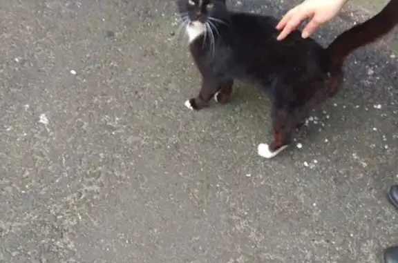Найдена кошка на улице Фрунзе, Минск