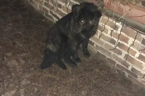 Найдена собака в Дарьино, без ошейника