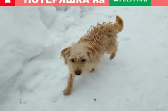Пропал рыжий пёс по ул. Гороховцев 2, Волгоград.