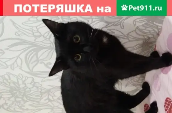 Кошки потеряшки, Калейкинское, фото: Потеряшка кот с белым галстуком и пятном на пузике в Альметьевском р-не