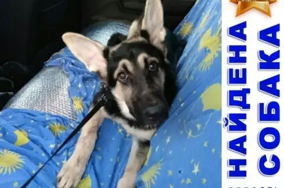 Найден щенок на ул. Депутатская-Титова, Волгоград