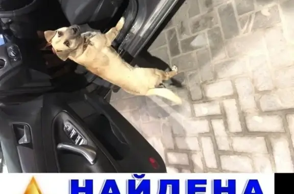 Найдена собака на Малиновского, около Лукойл
