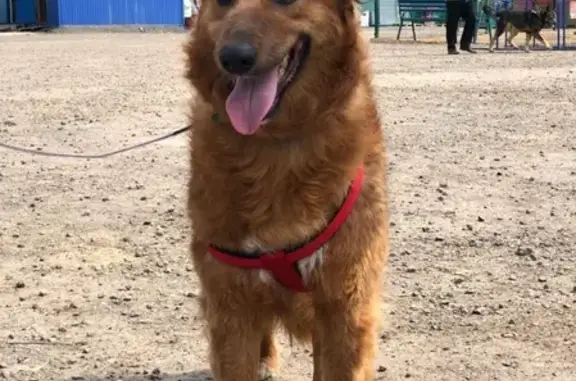 Собаки потеряшки, Москва, фото: Потеряшка собака Лисса на улице Гвардейской, Москва (вознаграждение!)