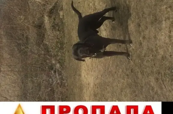 Собаки потеряшки, Кемерово, фото: Потеряшка собака в Кемерово, ул. 1-я Парниковская, д. 4!