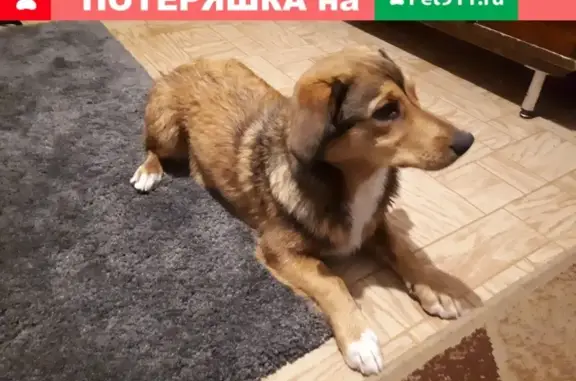 Найдена собака на Профсоюзной, 10А Кстово