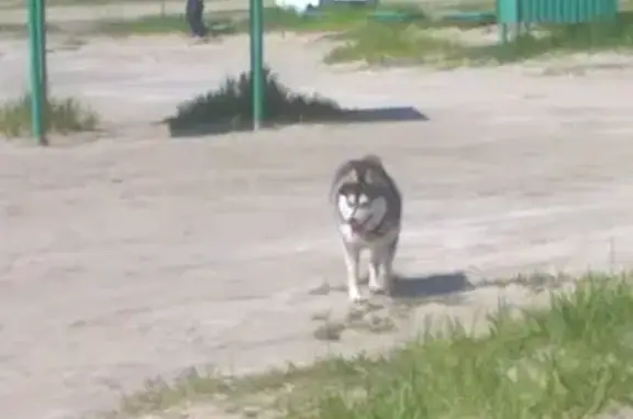 Собака Хаски найдена в Ростове-на-Дону, р-н Соленого озера