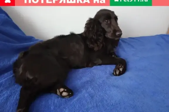 Найдена собака на ул. Плеханова в Туле