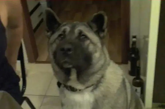 Пропала собака в Липецке, порода - американская акита.