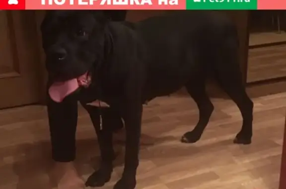 Собака Кане Корсо найдена в Москве, метро Фили.