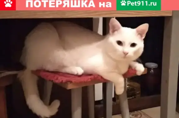 Пропал белый кот Локи в Тосно-2, вознаграждение 3.000 руб.