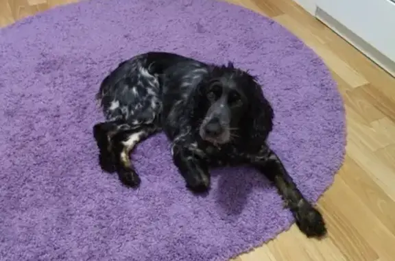 Пропала собака Челси в Гороховце, вознаграждение