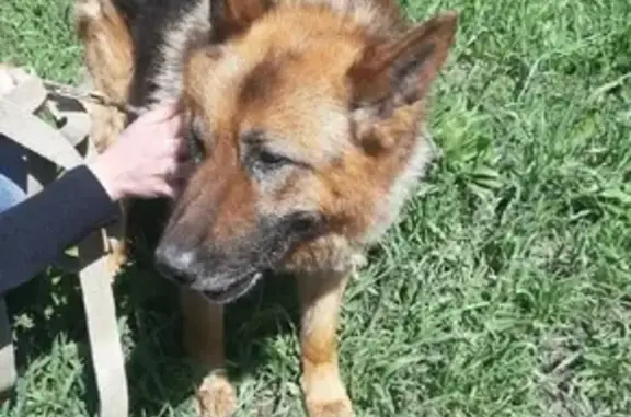 Найден пес в ЛО, Ломоносовском районе, Кипени: ищем хозяев!