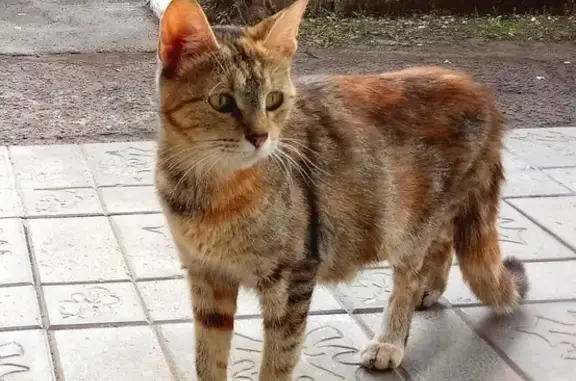 Кошки потеряшки, Ташкиново, фото: Потеряшка кошка в Ташкиново на Чеверева, 25