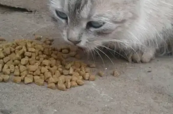 Кошки потеряшки, село Ташкиново, фото: Потеряшка кошка в Ташкиново, вознаграждение 500 руб.