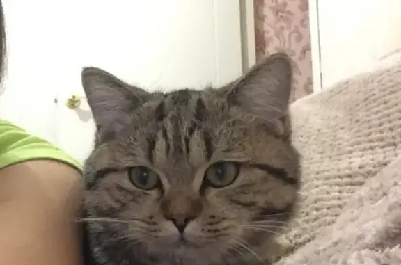 Потерянные животные Ижевск, фото: Пропал кот на ул. Садовой, Ижевск