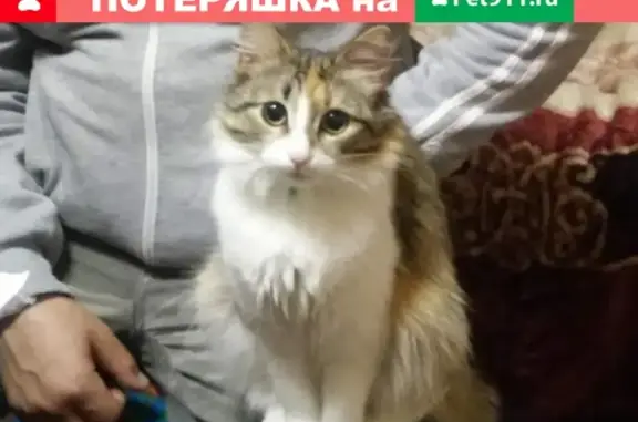 Пропала кошка в Красногорске, Московская область