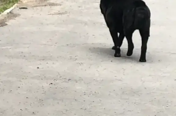 Найдена собака Лилу в Орске, Россия