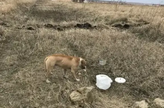 Найдена потерявшаяся собака в деревне Ключи