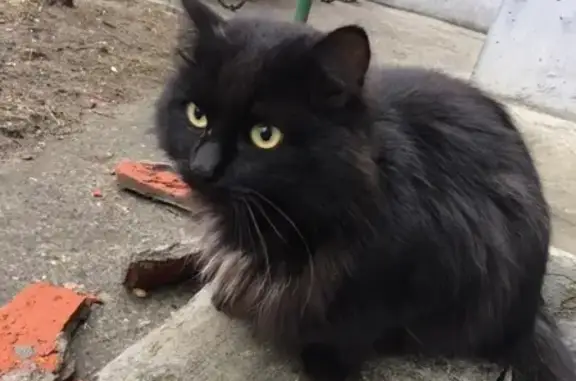 Найдена кошка на улице Киртбая, 7