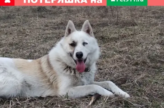 Пропала собака в Супонево, Брянская область