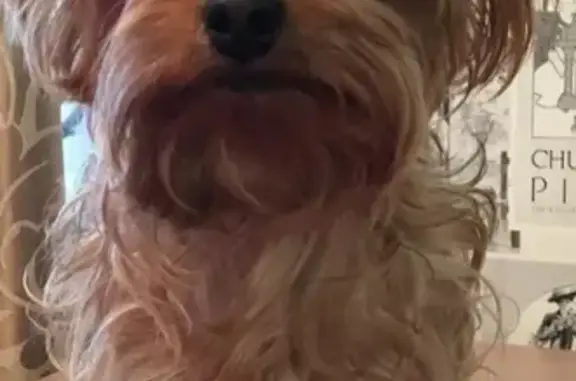 Объявления о пропавших и найденных животных, Липецк, фото: Пропала собака Фифа на ул. Совхозная, Липецк