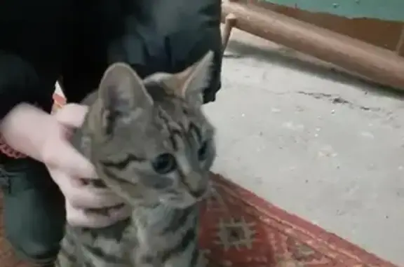 Найдена кошка в Мурманске на Ледокольном проезде