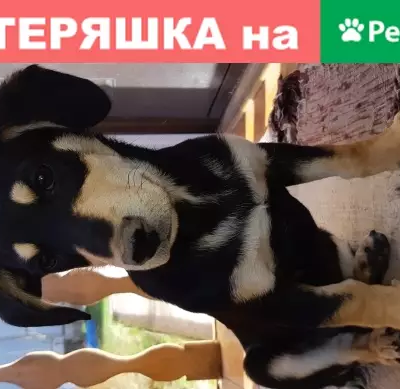 Найден щенок помесь таксы в Новокузнецке
