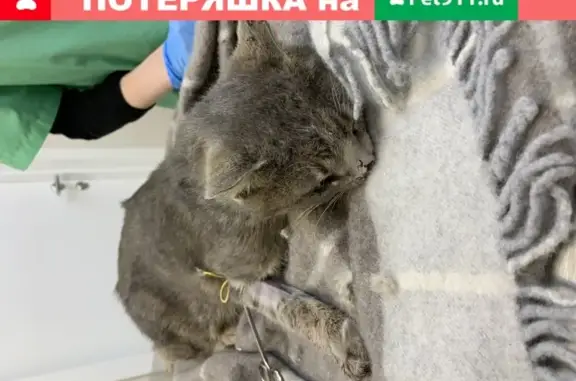 Найдена кошка на проезде Серебрякова, 3