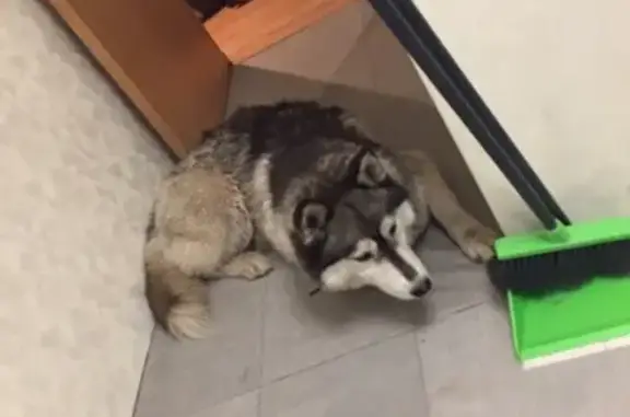 Найдена собака хаски в Окуловском районе, ищем хозяина!