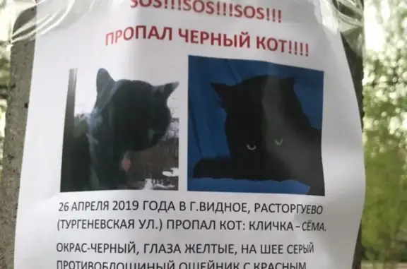 Пропала кошка Сёма в Видном, МО