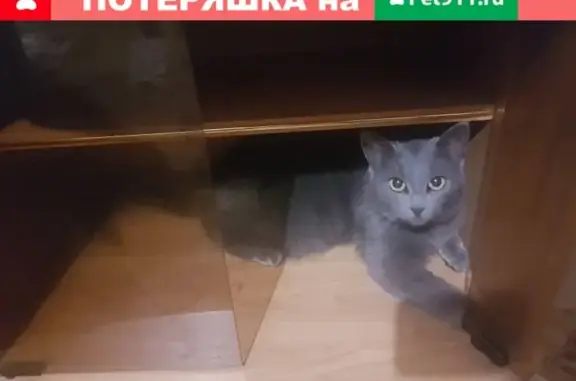 Пропала кошка на ул. Гоголя, Краснодарский край