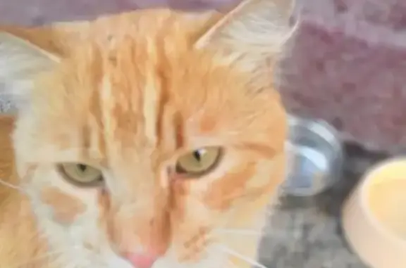 Найден рыжий кот в Московском районе СПб