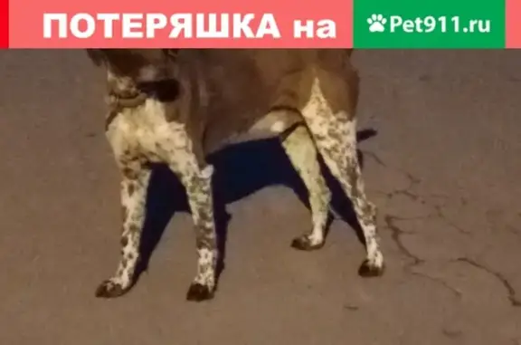 Собака найдена возле СНТ «Ясень», д. Панино, Чеховский район