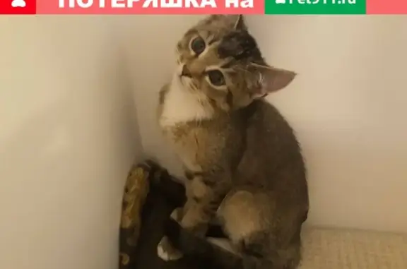 Пропал серый кот в Сергиевом Посаде
