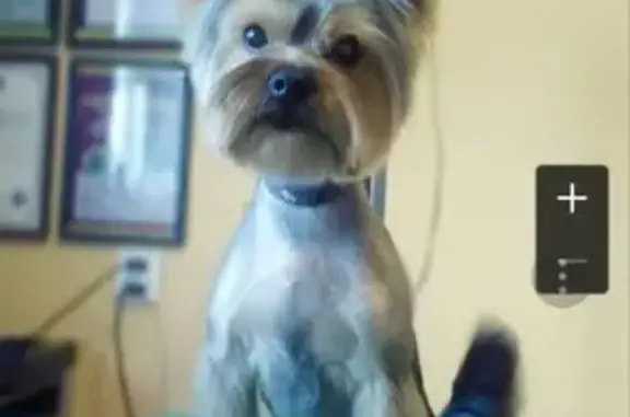 Объявления о пропавших и найденных животных, Нижний Новгород, фото: Пропал йорк на ул. Казакова 8, помогите найти!