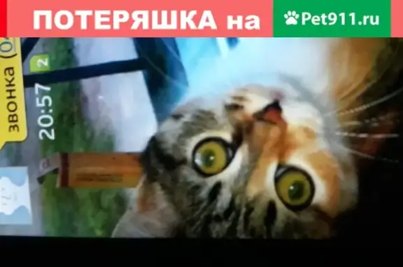 Пропала кошка Кузя на улице Первомайской, вознаграждение 5 000!
