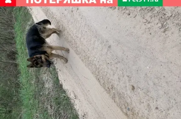 Собака-немка найдена в Смоленском районе
