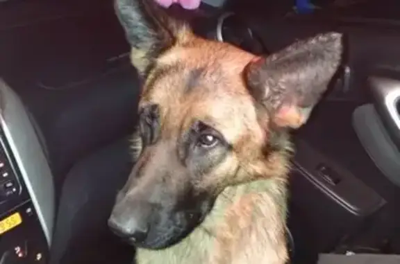 Найденные животные Красногорск, фото: Найдена немецкая овчарка в Красногорске