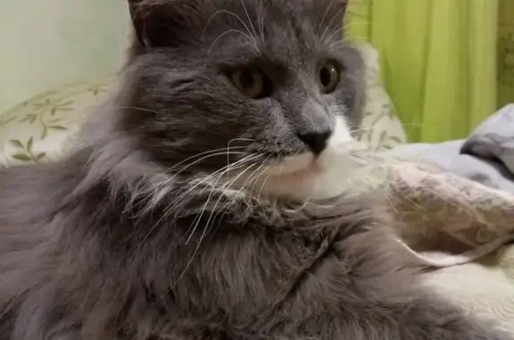 Кошки потеряшки, Борщево, фото: Потеряшка кошка Вася в Борщево, Московская обл.