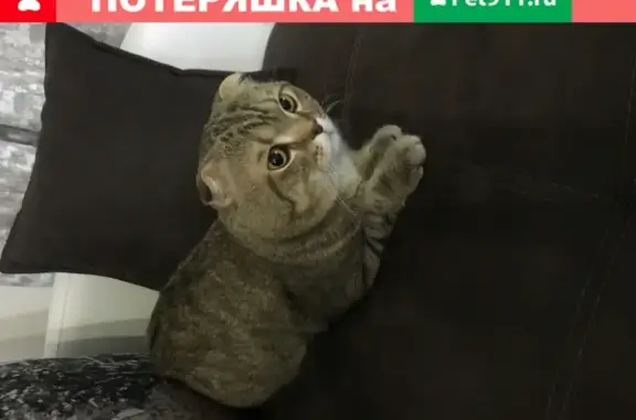 Кошки потеряшки, Москва, фото: Потеряшка кошка в Подольском районе, деревня Валищево 01.05.2019