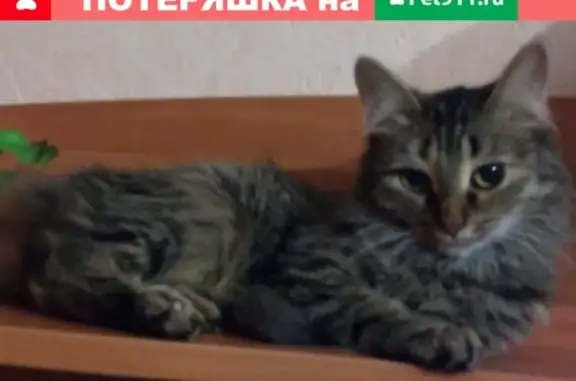 Пропала кошка Маруся, Лениногорск, ул. Садриева 23.