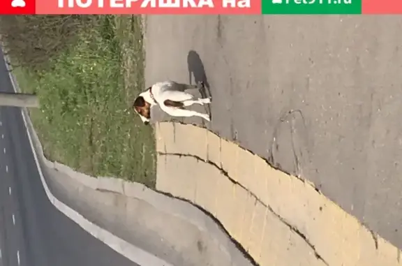 Найдена собака на Косинском шоссе в красном ошейнике