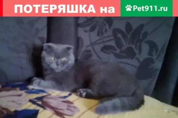Пропал кот на ул. Терещенко, Акбулакский район, Оренбургская область