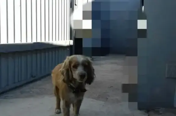 Найдена собака в Октябрьском районе, ищем хозяев!