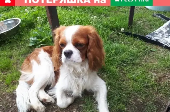 Пропала собака Бася в районе Верхнего Нюда, Мончегорск