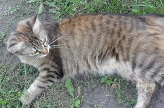 Кошки потеряшки, Тольятти, фото: Потеряшка кошка на улице Даль-2, Тольятти: Ириска, худая, полосатая.