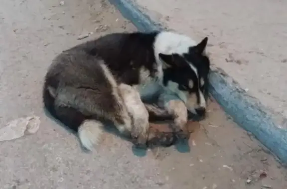 Собака потеряшка возле ДСК в Якутске, ищем хозяина
