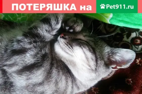 Пропал кот Мурзик в районе 10-й школы, Гурьевск.