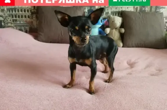 Собака найдена на Центральном кладбище, Хабаровск, 04.05.2019